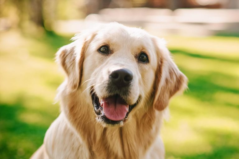 estudiar entenador canino